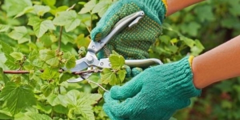 Kako podmladiti crnu ribizlu u proljeće